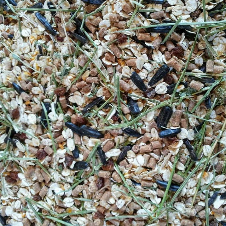 کنسانتره مادیان آبستن